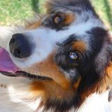 Whittier dog sitter/walker (including overnight care) seeking to be hired in California! :)