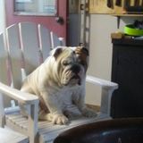 Ide love to be your pet sitter