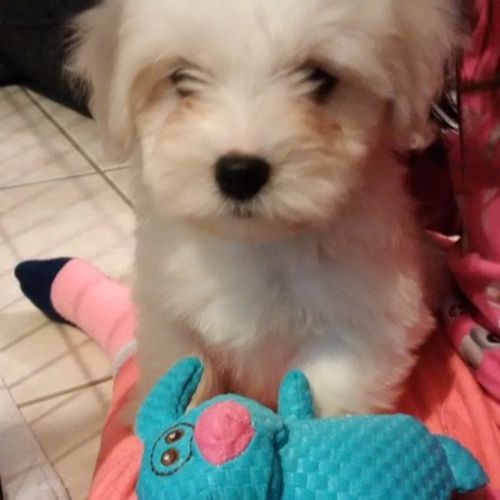 Pet Care Job Lisa A's Profile Picture