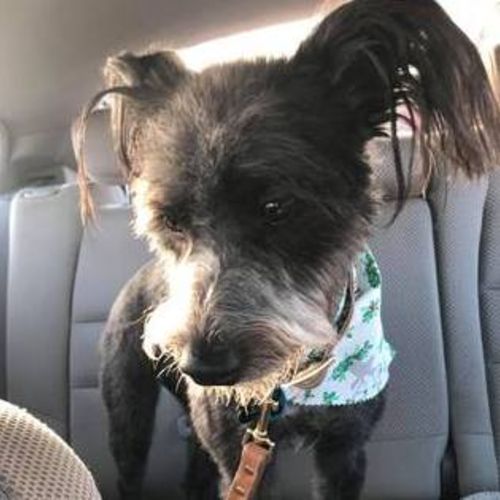 Pet Care Job 's Profile Picture