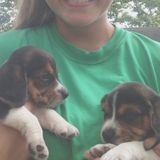 Capable Pet Sitter in Rolla, available from June 24th-August 22nd