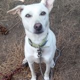For Hire: Pet Sitting Professional in Pacifica, California