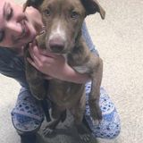 Experienced, animal loving caregiver