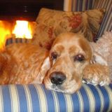 Exceptional Pet Sitter: AVAILABLE for long term Dedicated Pet Care