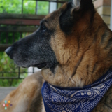 Mature Dog Walker for Byron and surrounding area