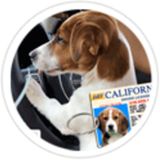 MyPetDMV - Pet Drivers License