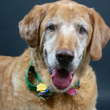 Kelsey's Critter Care - In Home Care for Your Pets