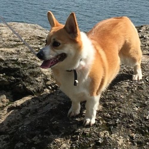 Pet Care Provider Suesen A's Profile Picture