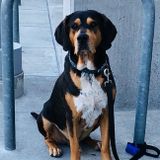 Hardworking Pet Sitting Professional Needed Immediately