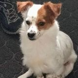 Calgary, Alberta House Sitter Job