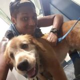 Ready and Reliable Pet Sitter/Walker