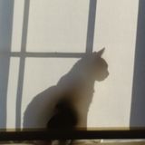 A Caring Petsitter!