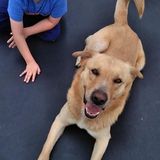 Interviewing For New Caney Pet Sitter Jobs