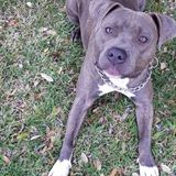 Experienced and Patient Fur Baby Mom