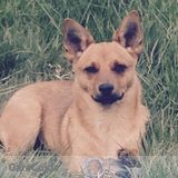 Must Love Dogs! Sitter needed for my 2 year old pup Zeus
