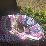 Available: Honest Pet Sitting Professional Dog Walker, Animal Care in Aliso Viejo, California