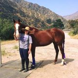 For Hire: Professional Pet Service Provider in Burbank, California