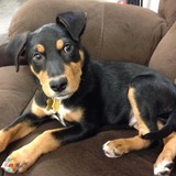 Pup needs a petsitter!