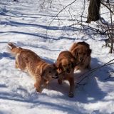 Available: Knowledgeable Pet Supervisor in Niagara Falls, Ontario