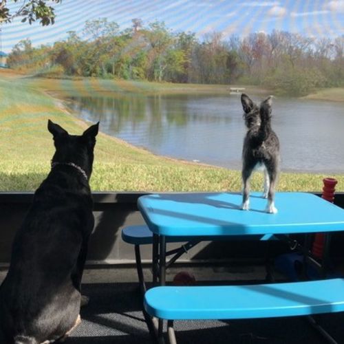 Pet Care Job Devin C's Profile Picture