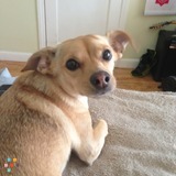 Pet/House Sitting