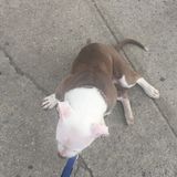 Pet Sitter in Brooklyn