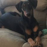 Need someone for our high energy but lovely and sweet Dobi puppy.
