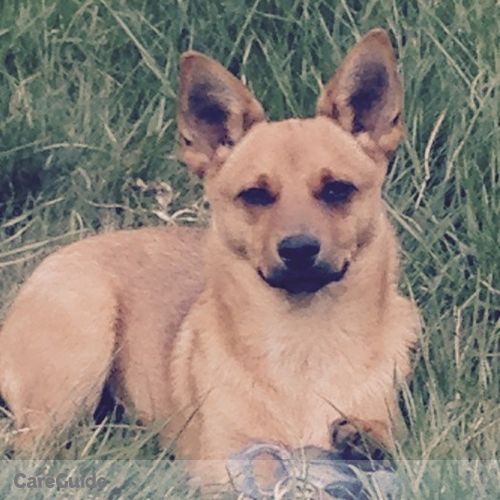 Pet Care Job Connie Mesteth's Profile Picture