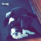 Petsitter Needed ASAP!