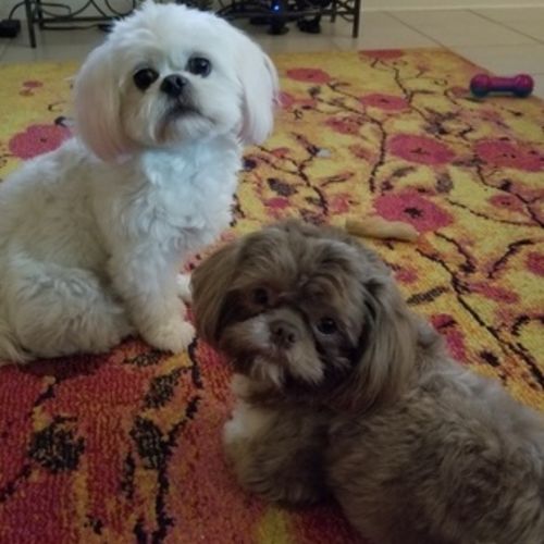 Pet Care Job Katherine B's Profile Picture