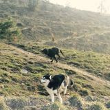 Professional Dog walker/ pet sitter