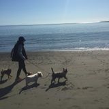 Leave your pets in safe hands with me!