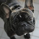 Pet walker/sitter in Lindsay