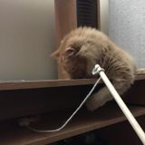 Pet lover/ dog or cat