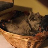 Animal lover and owner. I supply the best care filled with lots of love!