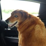 Present Pet Service Provider in West Frankfort