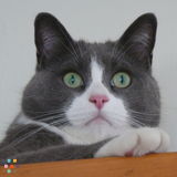 12 yr. old girl kitty needs care Mar. 25-29