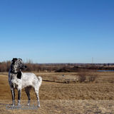 Pet Sitting, Walks, Hikes, Dog Park!