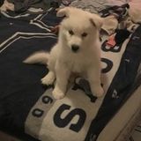 Looking for a Great Pet Trainer in Huntsville, Texas