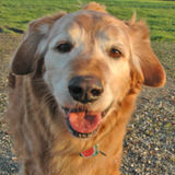 Caring, Reliable, Honest Pet and House Sitter with Flexible Schedule