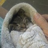 Trustworthy animal lover!