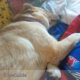 Fun, Reliable Dog Sitter