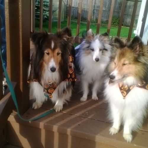 Pet Care Provider Karen P's Profile Picture
