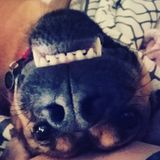 Available For a Dog Walker, Pet Sitter Job in Jacksonville