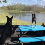 Interviewing Winter Garden Dog Sitting Professional