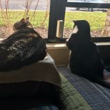 Care for 2 cats