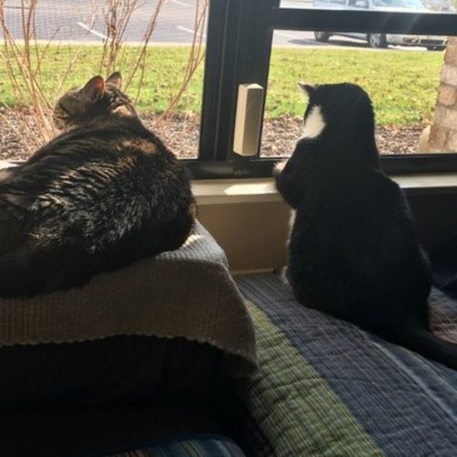 Pet Care Job Wendy Douglass's Profile Picture