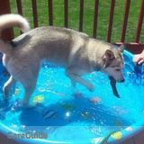 Looking for Dependable / Affordable Pet Sitter - 1 Large Siberian Husky (male)