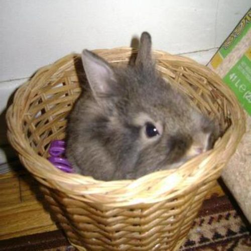 Pet Care Provider Regina V's Profile Picture