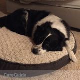 Looking for the caring attention for our furry family